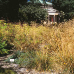 Deschampsia cespitosa 'Bronzeschleier' 